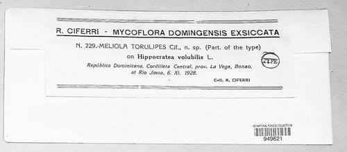 Meliola torulipes image